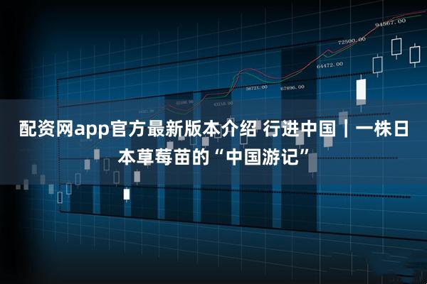 配资网app官方最新版本介绍 行进中国｜一株日本草莓苗的“中国游记”